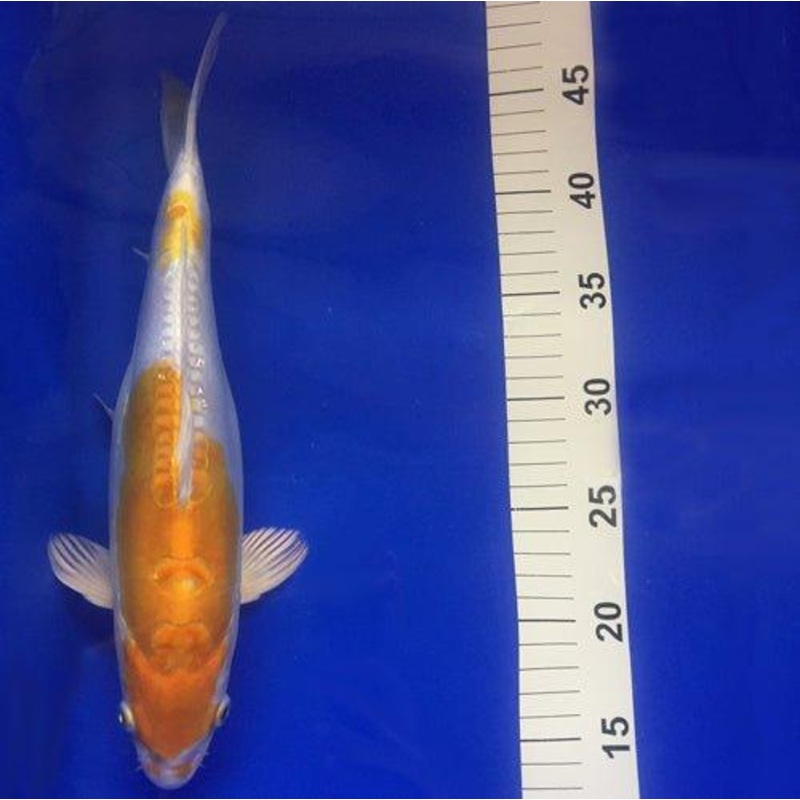 Doitsu Lemon Hariwake 12"