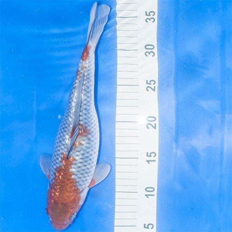 Hand Selected Koi 1