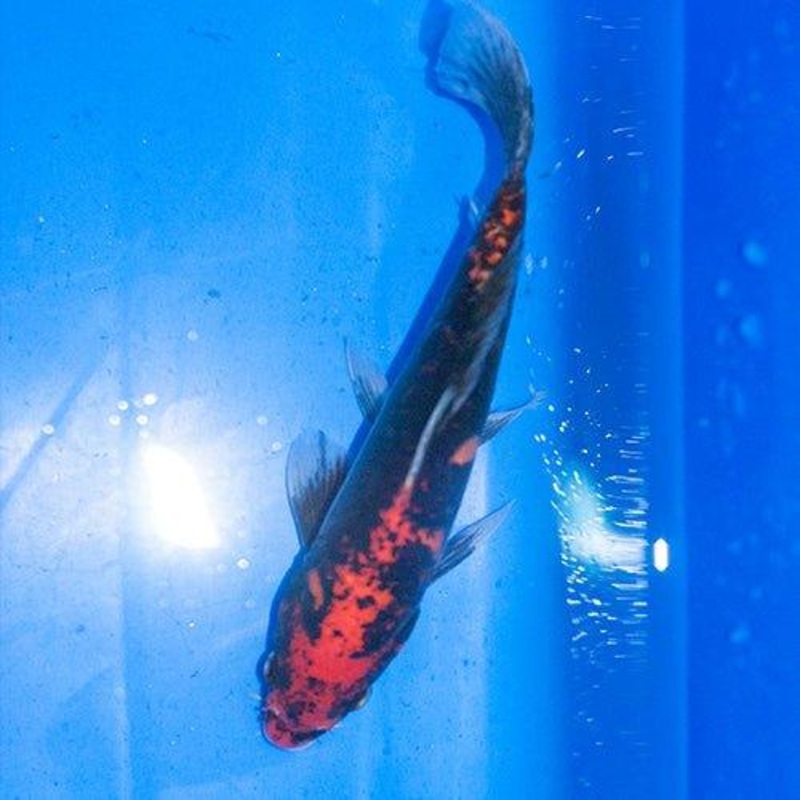 Hand Selected Koi 56