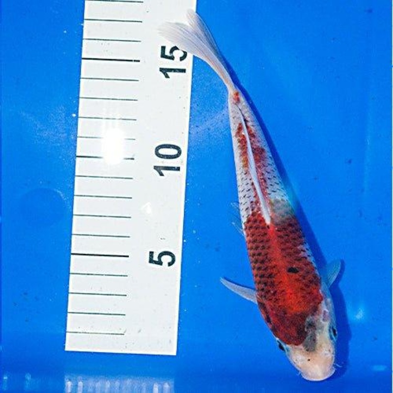 Hand Selected Koi 57