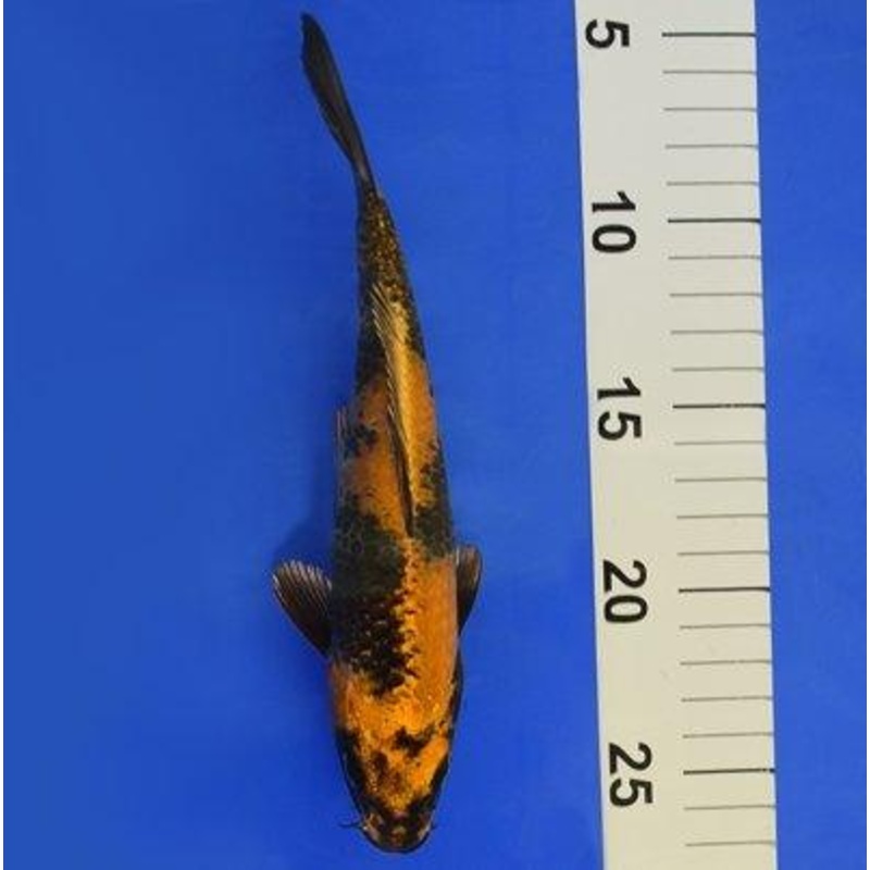 Ki Utsuri 7-8" - KOI-SELECT-50