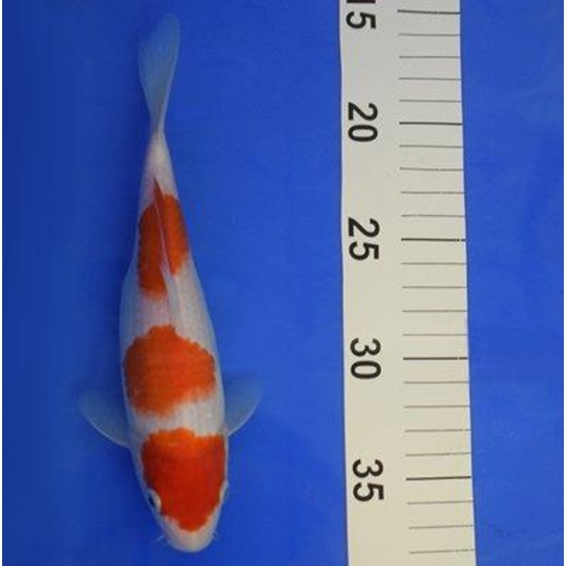 Kohaku 7-8" - KOI-SELECT-51