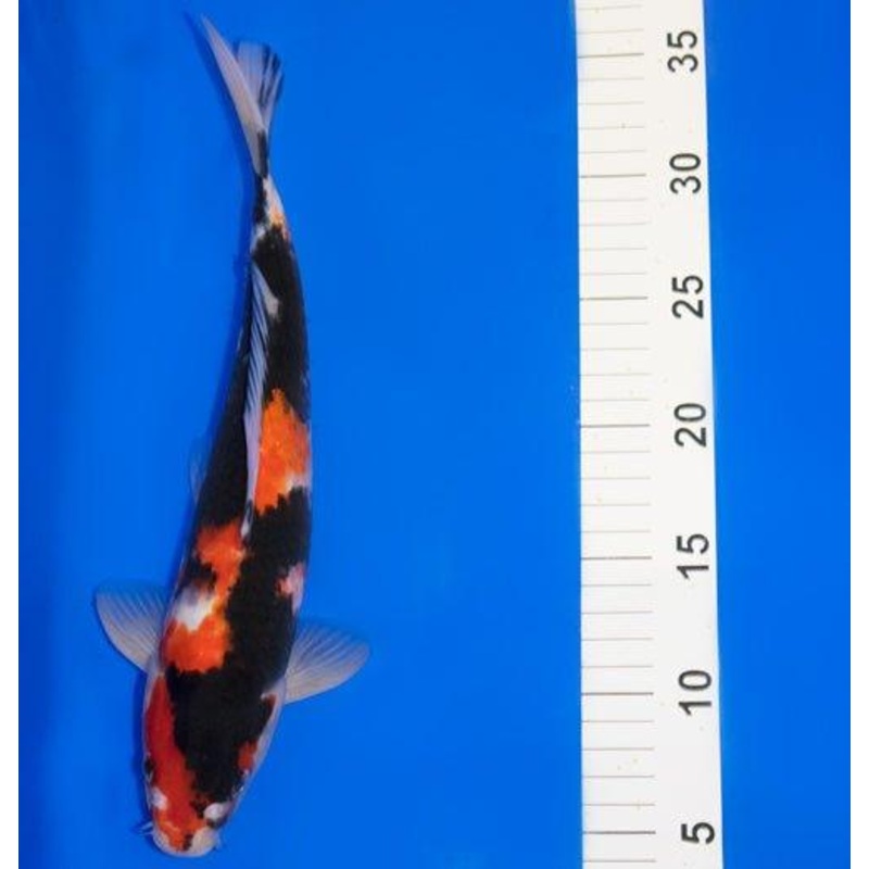 Showa 10-12"