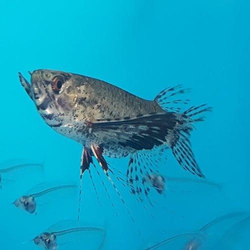 African Butterfly Fish - Pantodon Buchholzi
