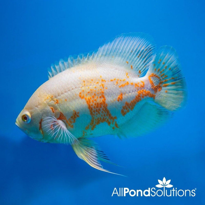 Albino Oscars - Astronotus Ocellatus - 12-14cm