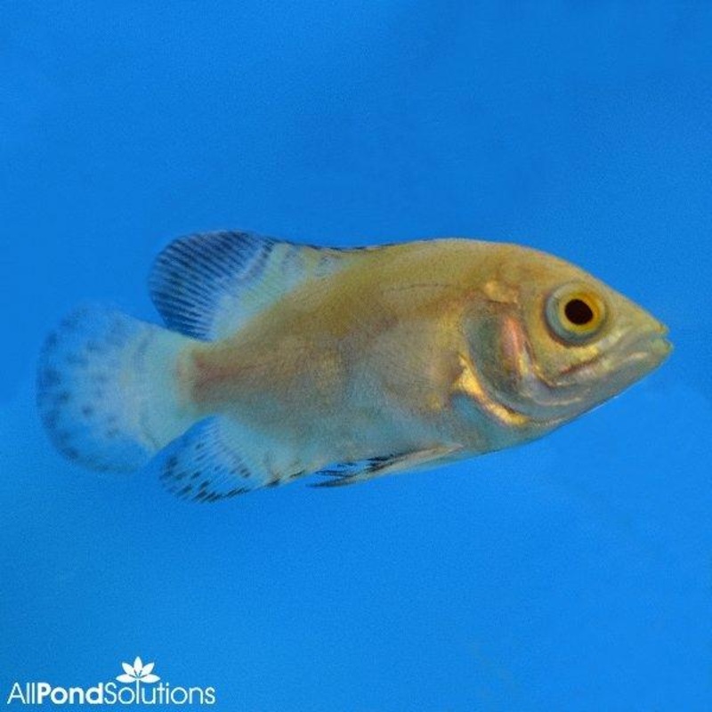 Albino Oscars - Astronotus Ocellatus - 4-5cm
