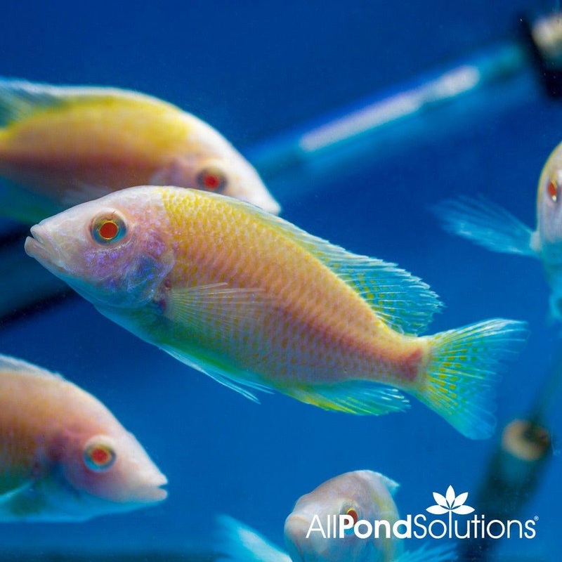 Albino Red Peacock Cichlids - Aulonocara nyassae (Red)