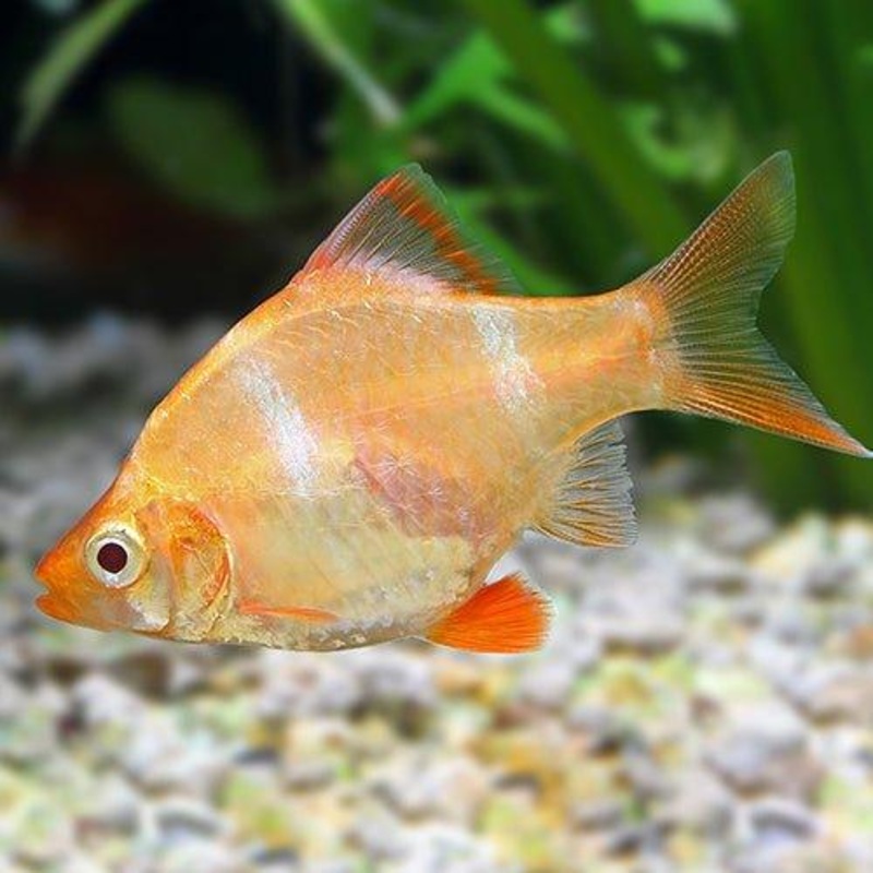 Albino Tiger Barb - Puntius Tetrazona