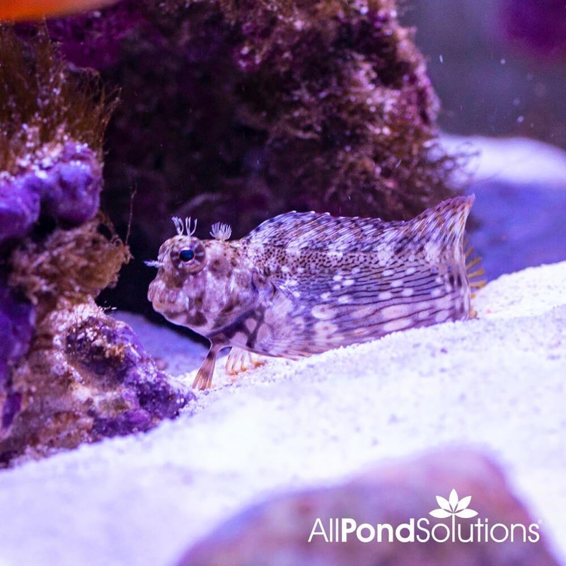 Algae Blenny - Salarias fasciatus