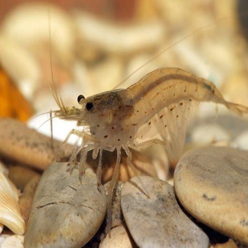 Amano Shrimp - Caridina japonica