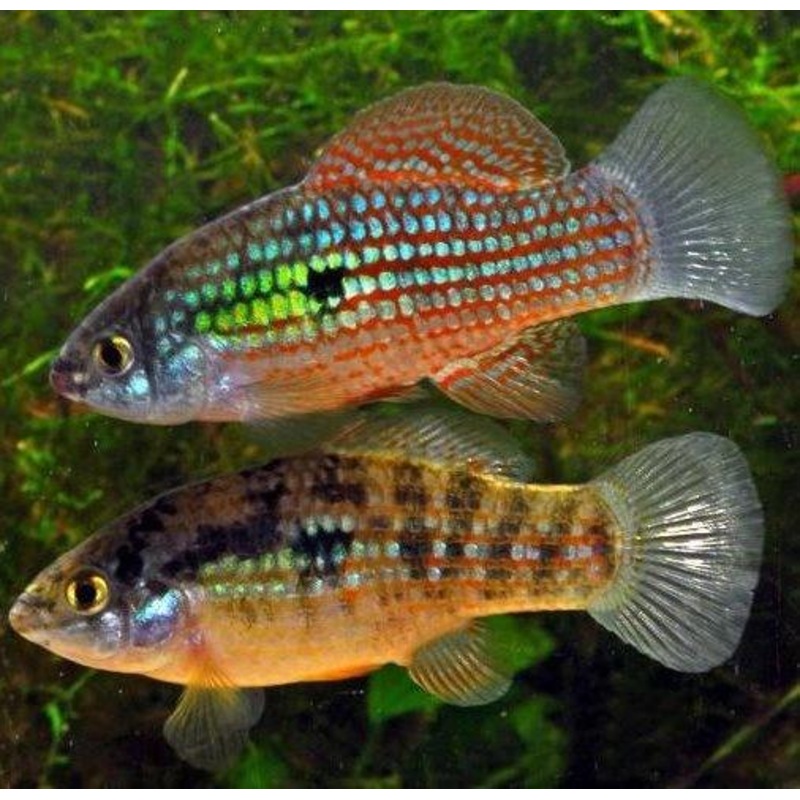 American Flag Fish - Jordanella floridae
