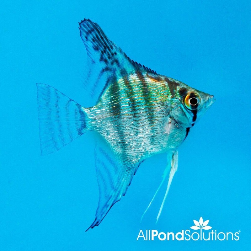 Angelfish Blue Pinoy- Pterophyllum Scalare