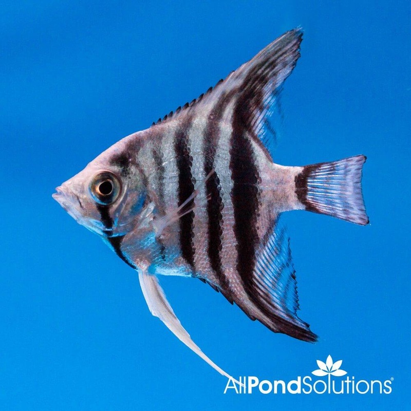 Angelfish Blue Zebra - Pterophyllum Scalare