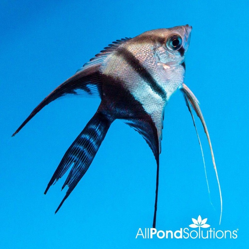 Angelfish Half Black VT - Pterophyllum Scalare