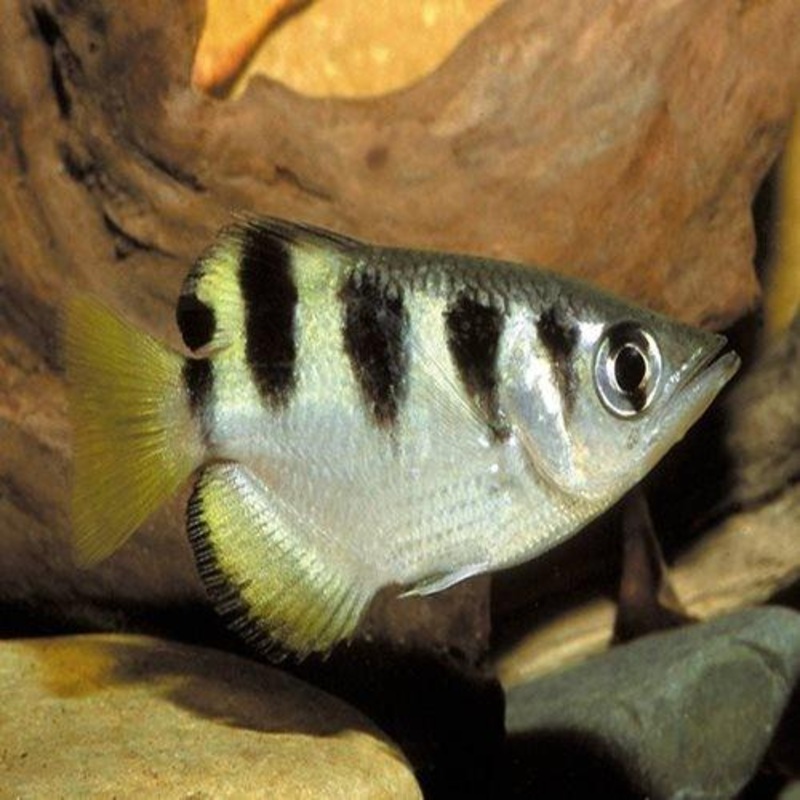 Archer Fish - Toxotes jaculatrix