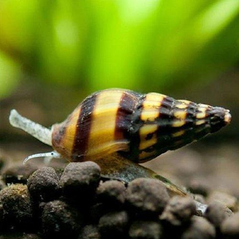 Assassin Snails - Clea Helena