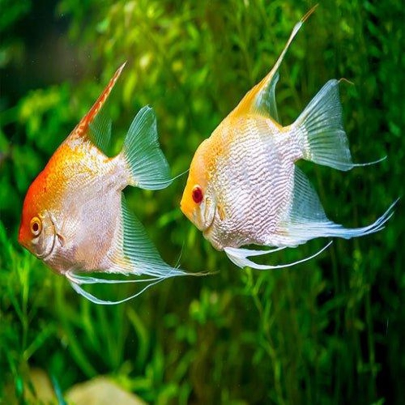 Assorted Angel Fish - Bundles 1 - 20