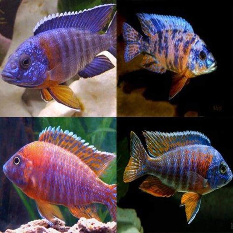 Assorted Aulonocara