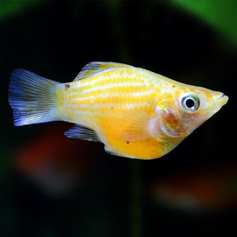 Assorted Balloon Molly - Poecilia sphenops