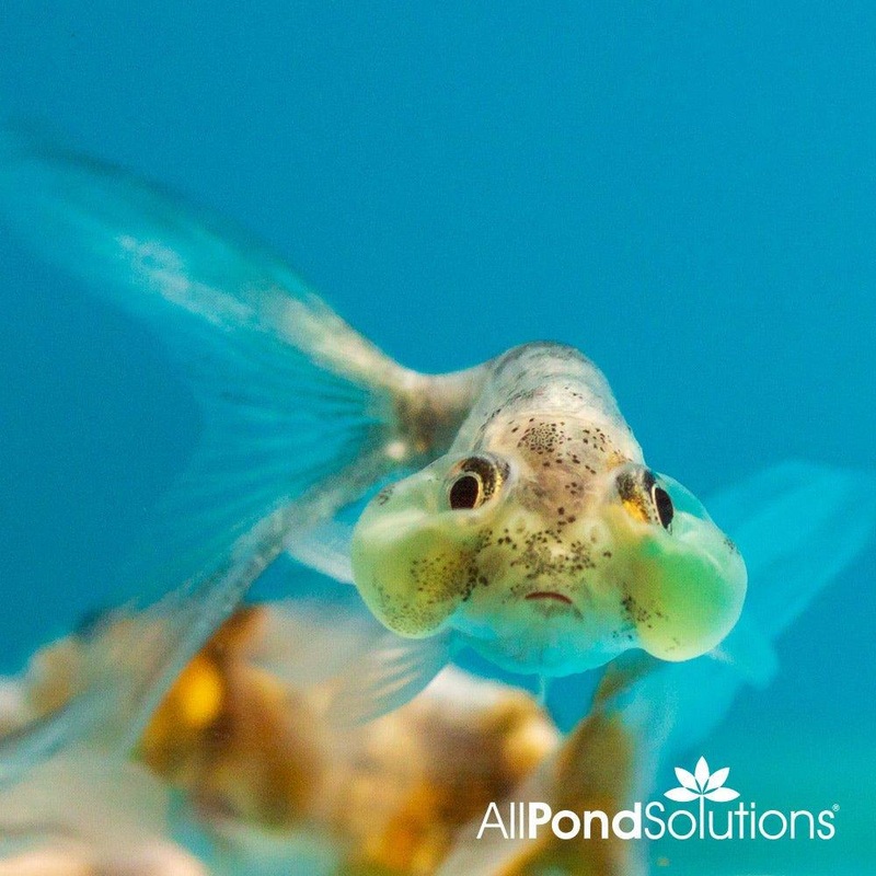 Assorted Bubble Eye Goldfish - Carassius auratus