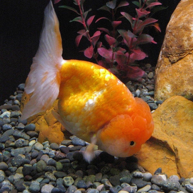 Assorted Lionheads - Carassius auratus