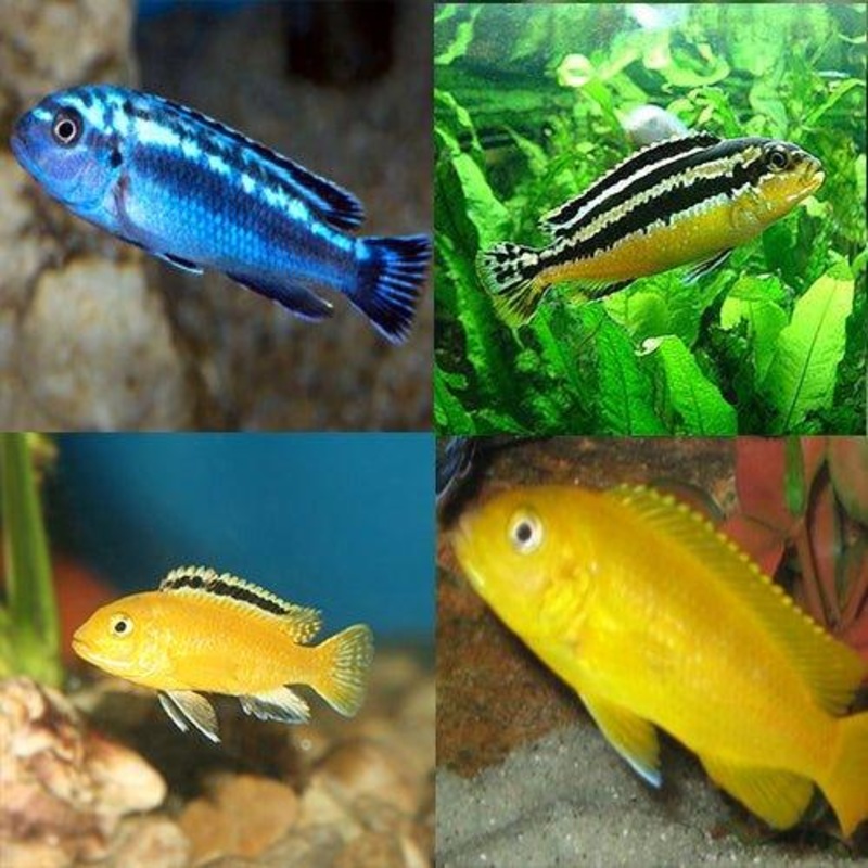 Assorted Malawi Cichlids