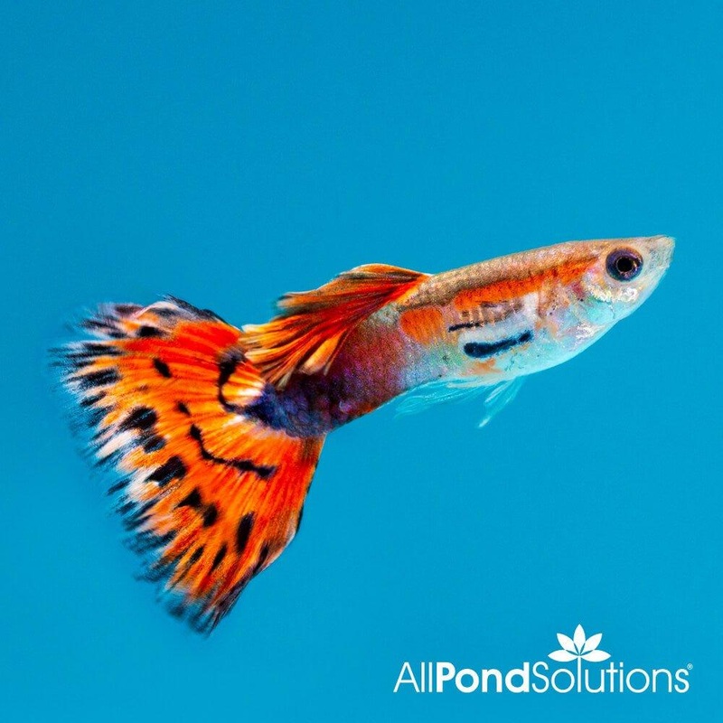 Assorted Male Guppy - Poecilia reticulata