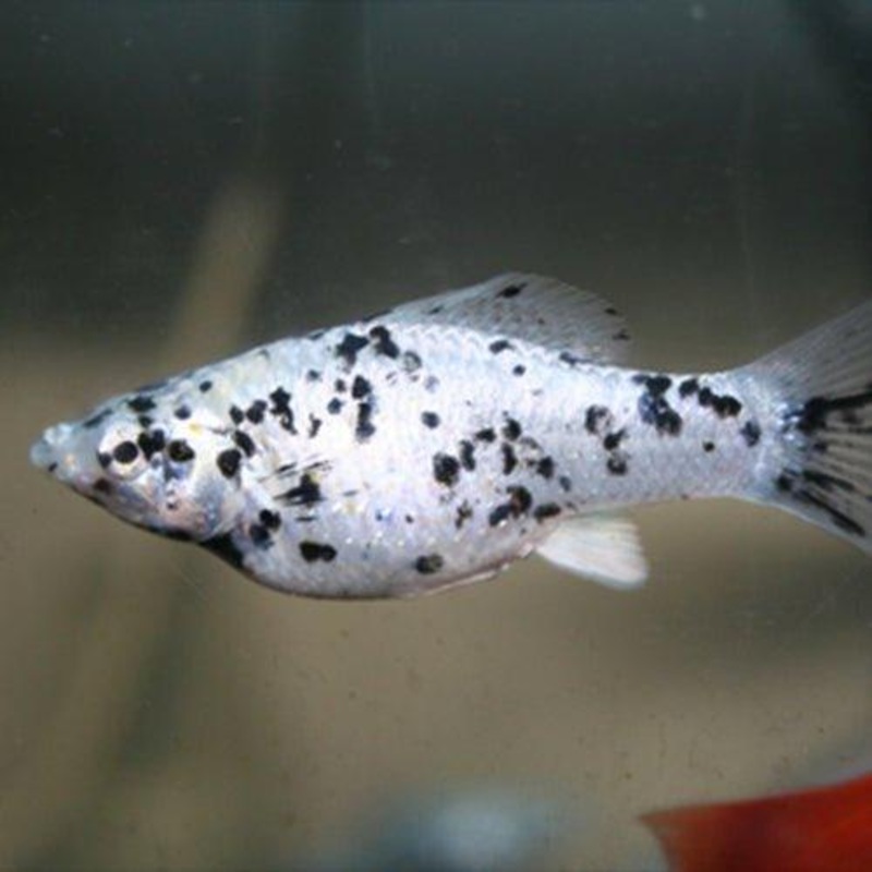 Assorted Molly - Poecilia sphenops