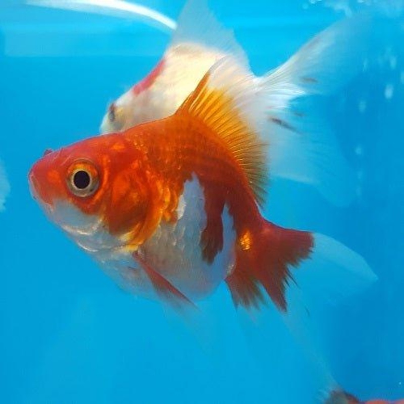 Assorted Ryukin - Carassius auratus