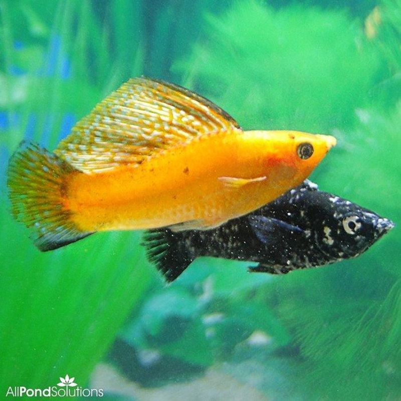 Assorted Sailfin Molly - Poecilia velifera