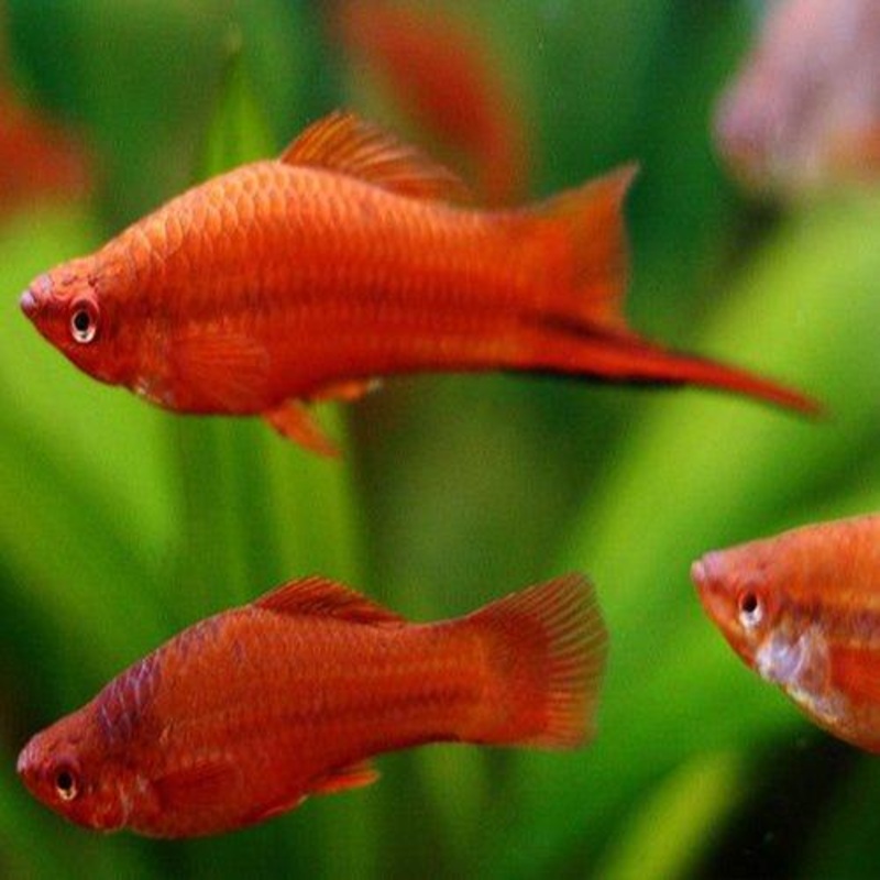 Assorted Swordtails - Xiphophorus hellerii