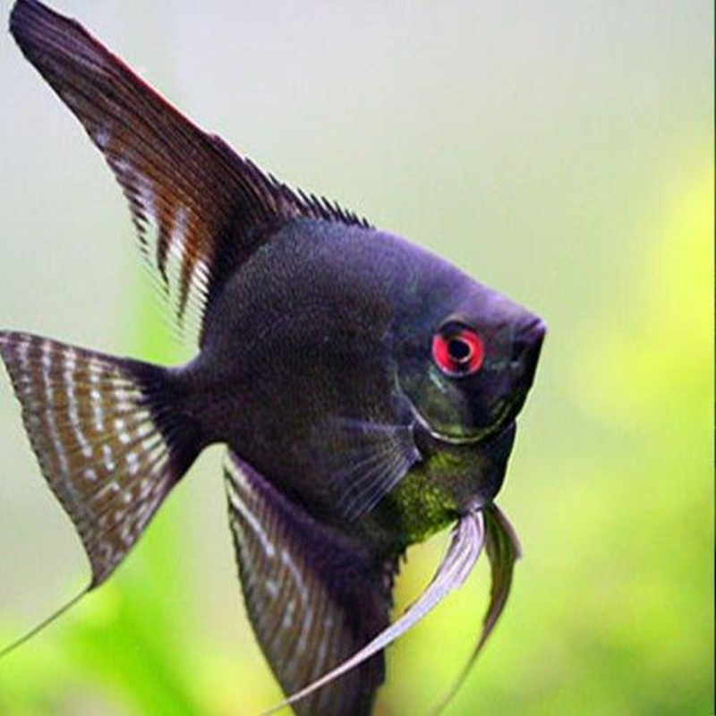 Black Angel - Pterophyllum Scalare