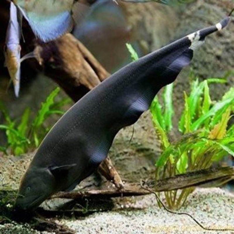 Black Ghost Knifefish - Apteronotus albifrons