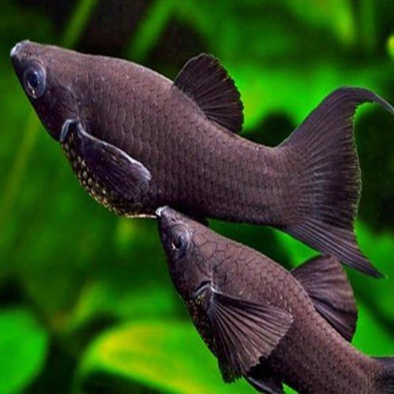 Black Molly LyreTail - Poecilia sphenops