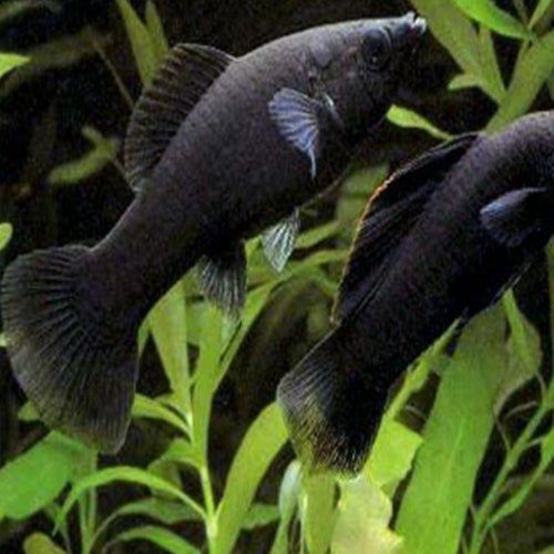 Black Molly - Poecilia sphenops