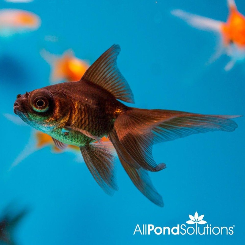 Black Moor - Carassius auratus