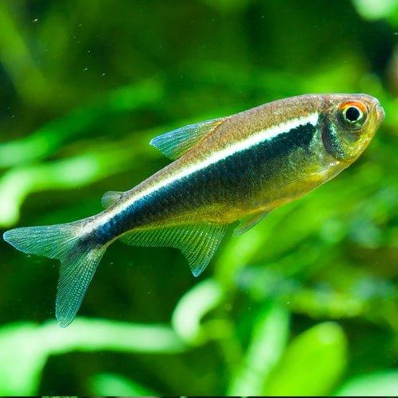 Black Neon -Hyphessobrycon herbertaxelrodi
