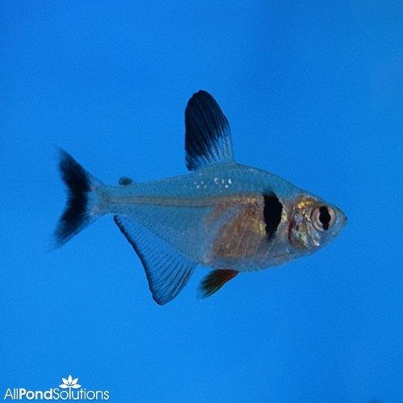 Black Phantom Tetra