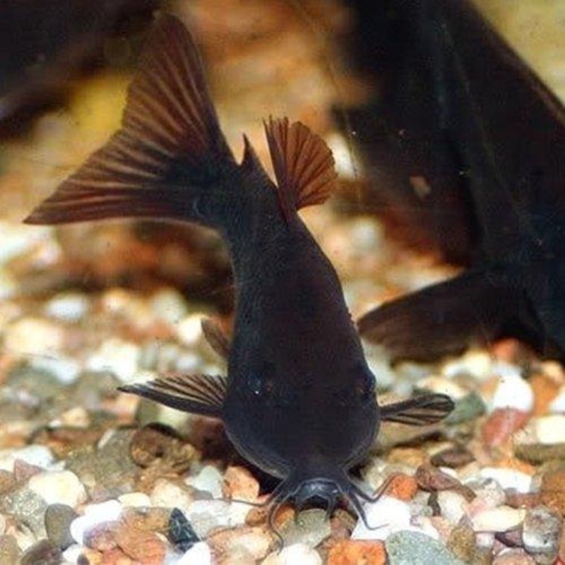 Black Venezuela Corydora - Corydoras venezuelanus