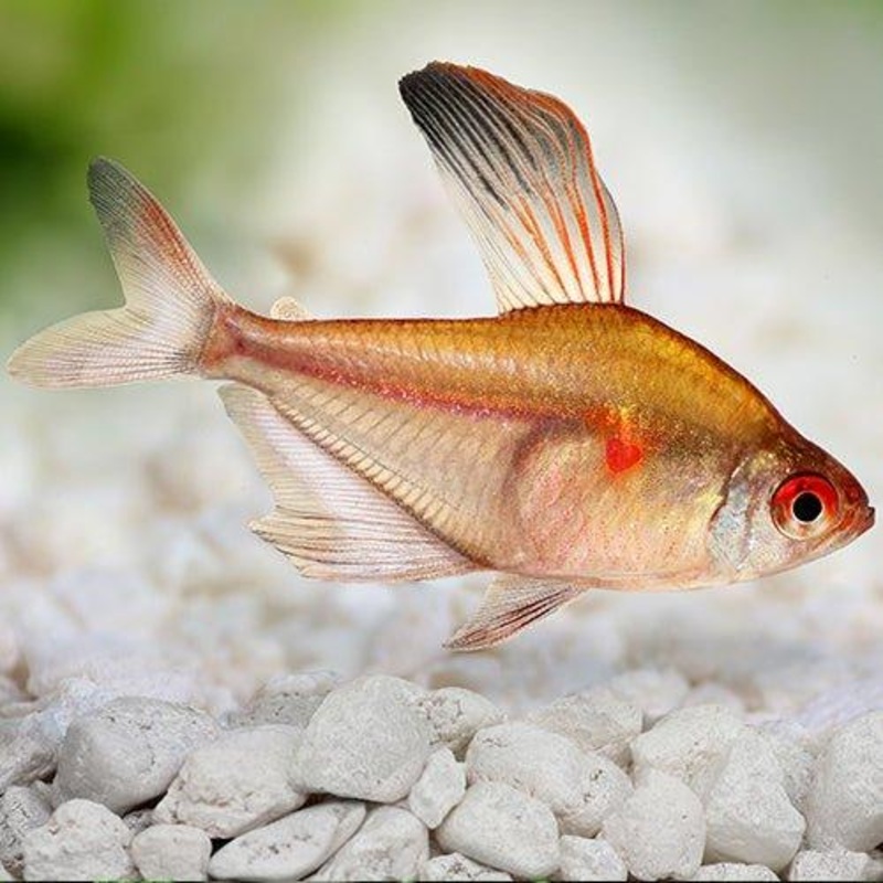 Bleeding Heart Tetra - Hyphessobrycon erythrostigma