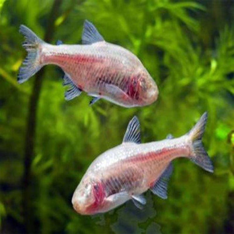 Blind Cave Fish - Astyanax mexicanus