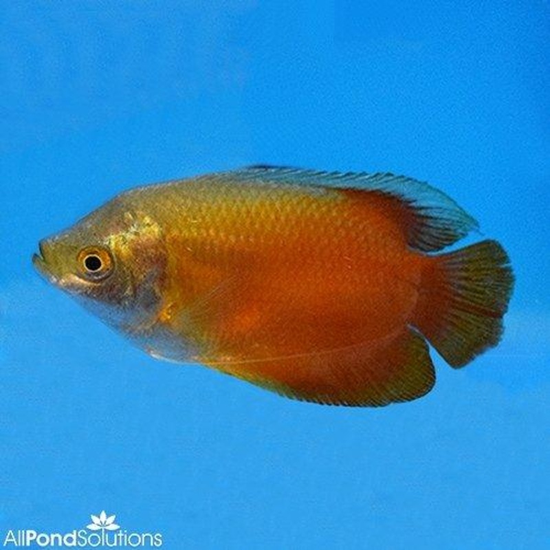 Blood Red Dwarf Gourami Male