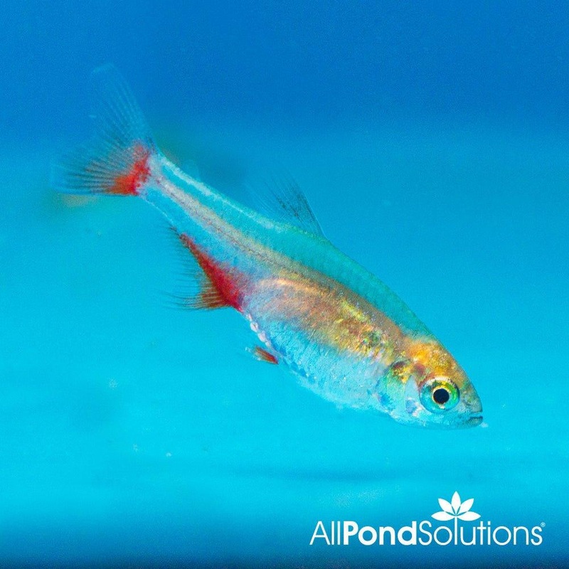 Bloodfin Tetra - Aphyocharax anisitsi