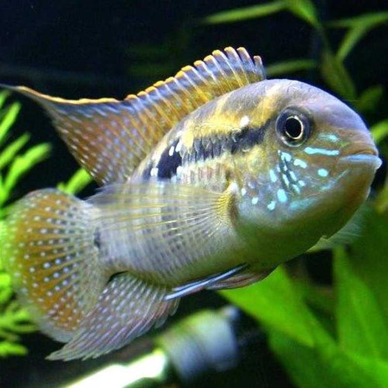 Blue Acara -  Andinocara Pulcher