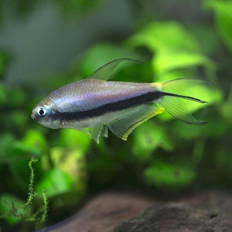 Blue Emperor Tetra - Inpaichthys kerri