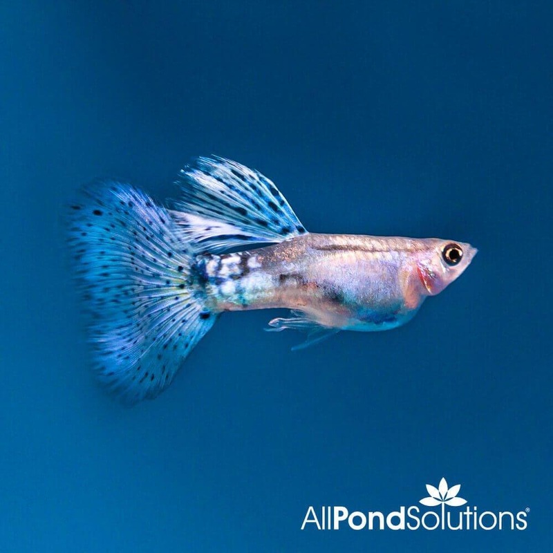 Blue Grass Guppy - Poecilia reticulata