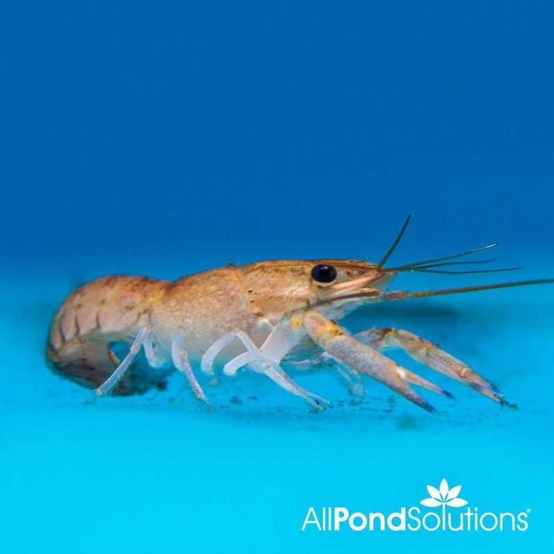 Blue Lobster Cherax Quadricarinatus