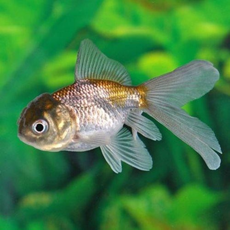 Blue Oranda - Carassius auratus