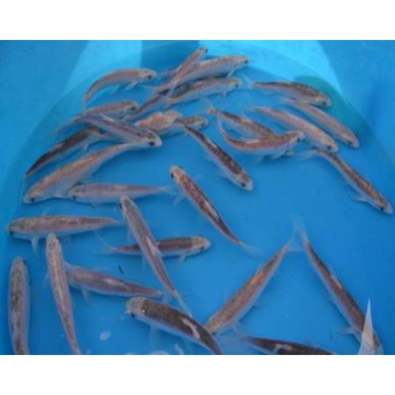 Blue Orfe - Leuciscus Idus