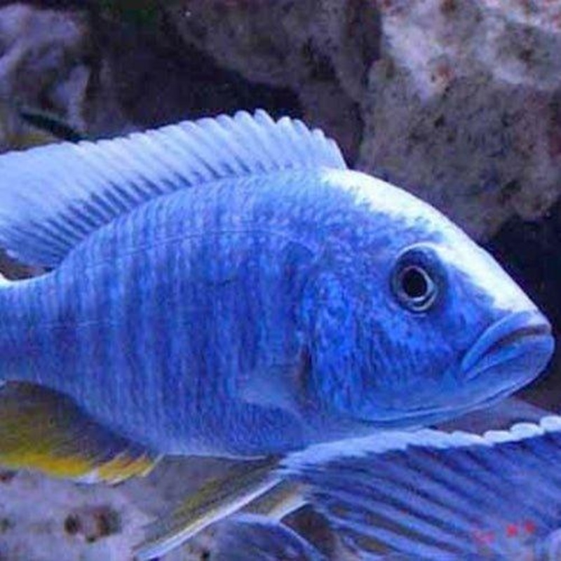 Blue Peacock - Aulonocara nyassae